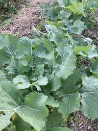 教えてください。
苗をもらって植えたのですが、今、こんな感じです。
この野菜は何でしょうか？
食べ方は？ 