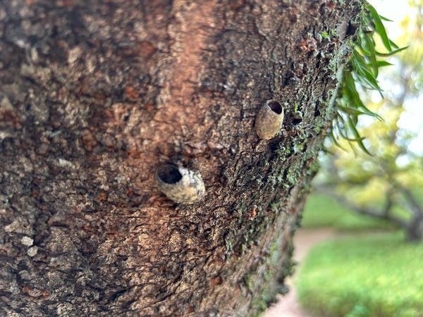 木の幹にある これは 昆虫か何かのサナギでしょうか？ 子供の頃から見ていた物ですが 今も謎のままで 検索もしようがなく 気になっています。