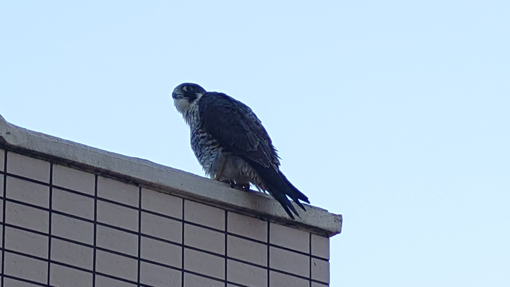 マンションの階段手すりに止まっていました。 黒っぽい背中だったのでカラスかな？と思っていたら顔がクルッとこちらを向いて目が大きくて、よく見ると胸の方に模様があったりしました。 この鳥は猛禽類の仲間でしょうか？