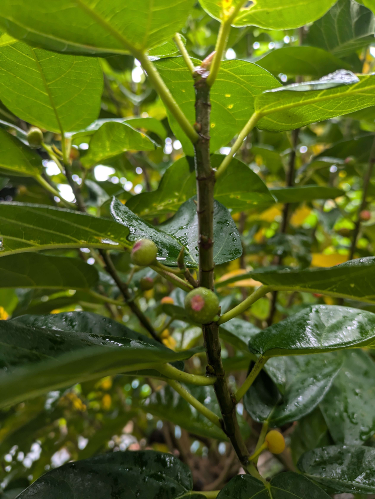 この植物はなんですか？