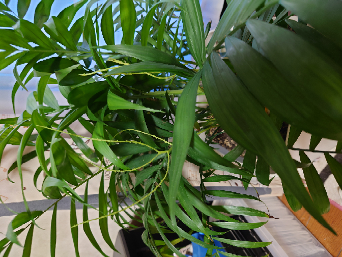 テーブルヤシに生えてきた謎の植物 これは何でしょうか？ 枝のような感じでブツブツもあります。 わかる方がいましたらお教え下さい。