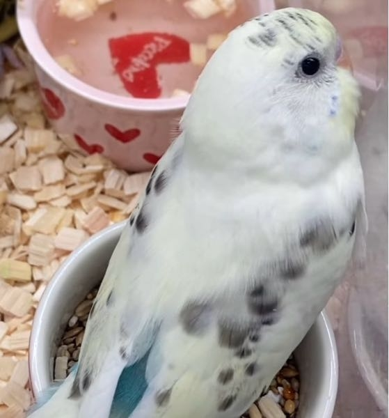 気になっているセキセイインコがいます この子の種類を教えてください また大人になった時頭の模様は消えますか？ 黄色味は強くなりますか？ 腰の方にある青は緑になりますか？ 大人になった時こういう感じになるであろうと言う画像なのあればいただきたいです よろしくお願い致します