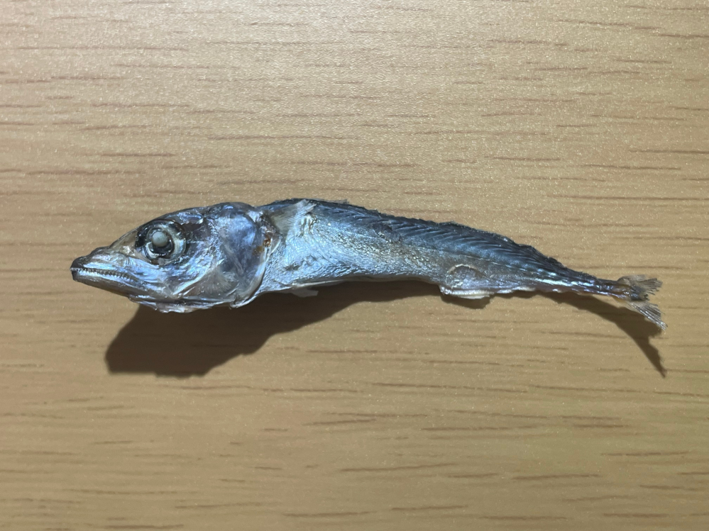 煮干しの中に1匹だけちょっと見た目が違う魚が混じってたのですがこの魚の種類はなんですか？