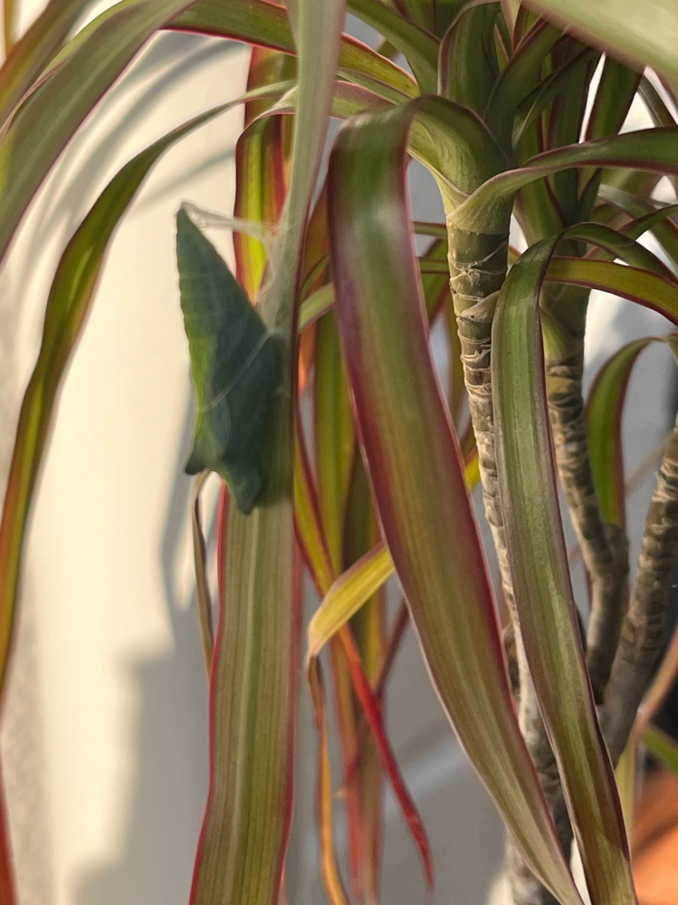 こちらの虫は成長するとどの様にな昆虫になるかどなたかお教え頂けませんか？ 植木を部屋に入れないとならないのですがどうしたら良いかもお教えて頂けたら嬉しいです。 ○○について質問です。 ○○について質問です。