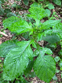 この植物の名前を教えてほしいです。 