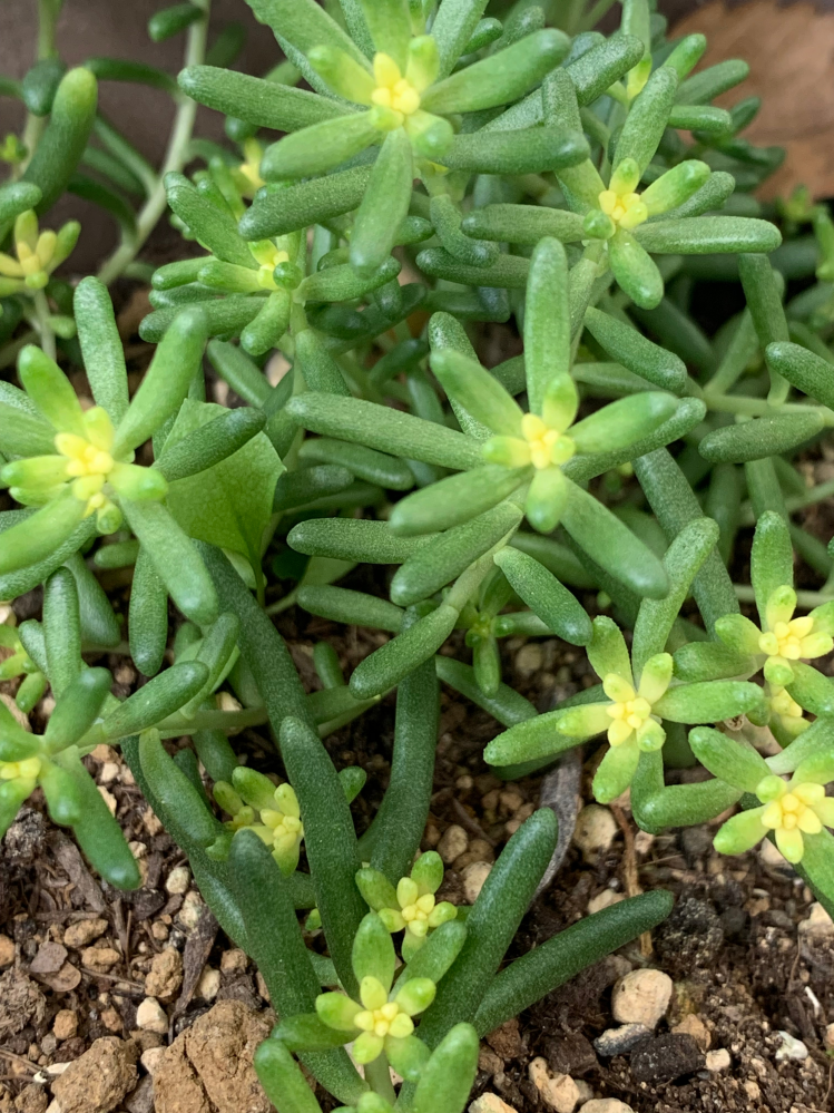 セダム・虹の玉について質問です。 正確には虹の玉かどうか分からないのですが、成長点が白くなっています。 レッドベリーは同じ環境で赤く紅葉しています。 こういう品種はありますか？ 病気かなにかですか？ 環境: 軒下管理、断水中。