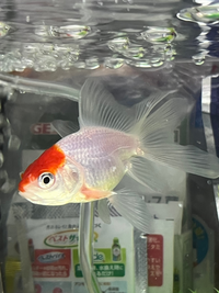 金魚(丹頂)について質問です。

飼育し始めて１ヶ月の丹頂の赤ちゃんの胸鰭が画像の様になっています。

何かと病気でしょうか？
自然治癒するのでしょうか？
分かる方教えてください。 今の所エサも食べて元気にいます。