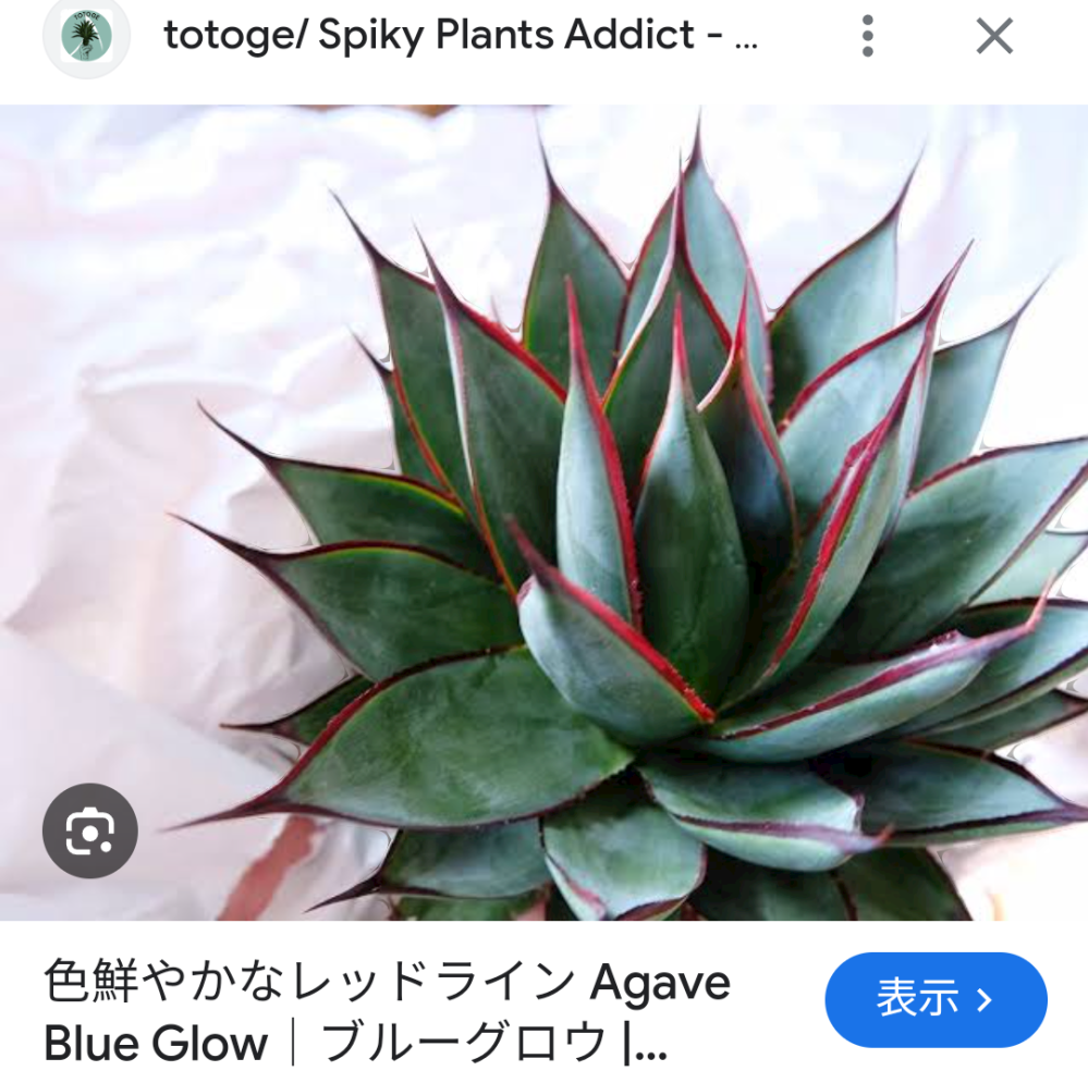 これ近くの店でさがしてるんですがなかなか見当たりません。アガベ