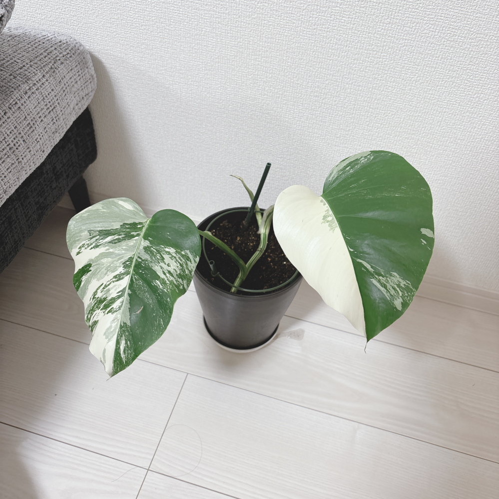 モンステラ、ホワイトタイガー？のカットをいただきました。この状