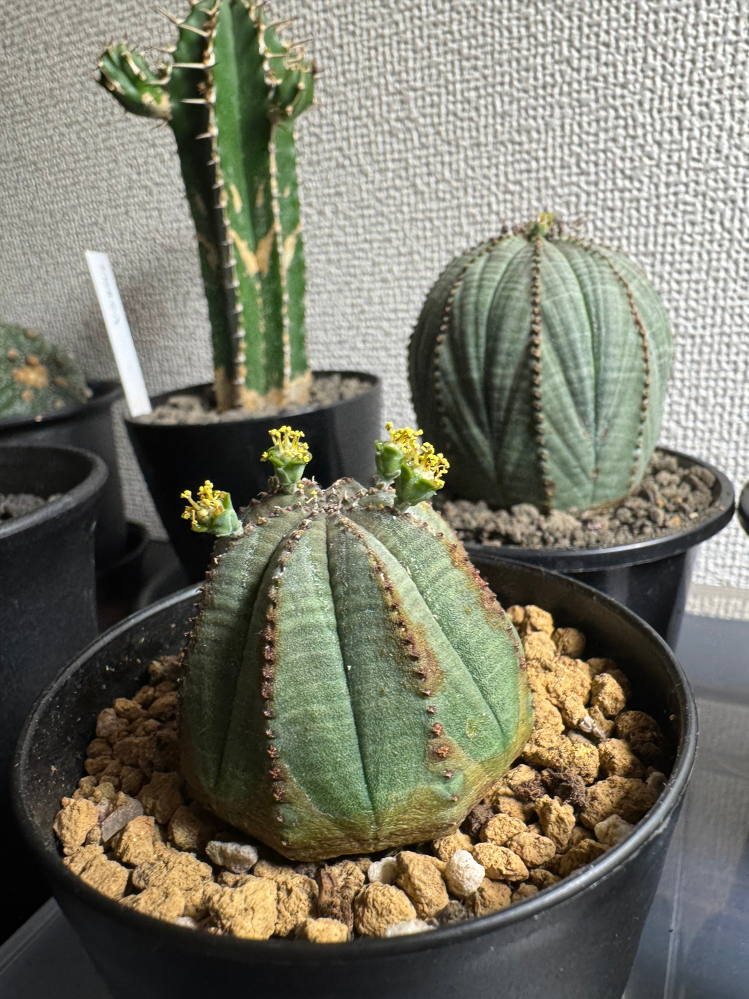 手前のオベサがちょっと前まで綺麗なまんまるオベサでした。今日