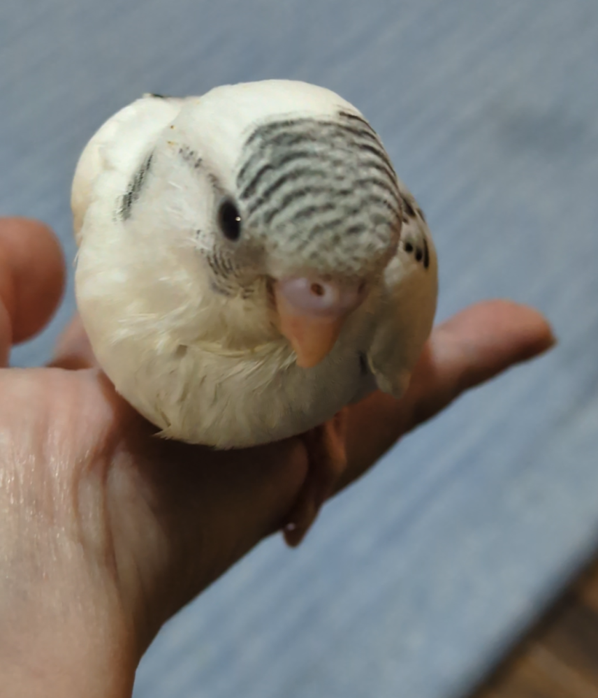 小鳥の竹かごについて質問です。（キンカチョウ） - 最近錦花鳥のヒナを買いまし... - Yahoo!知恵袋