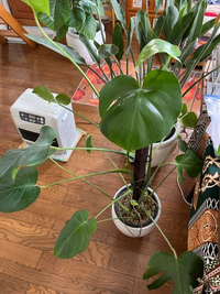 モンステラテーブル葉っぱブラウン