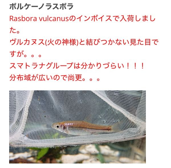 熱帯魚をネットで見ていたのですが、インボイスで入荷ってどう言う意味 