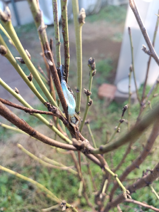 庭の花桃の枝にトカゲが挟まっていました。 多分、百舌鳥の仕業だと思いますが、挟んだ当事者の百舌鳥は後で食べに来るものなのでしょうか？ 獲物の保管を忘れたりしないのでしょうか？