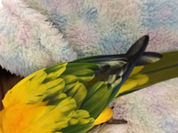 拾い画ですが我が家のコガネメキシコインコがこのような色をしています。何かの病気なのでしょうか？ 