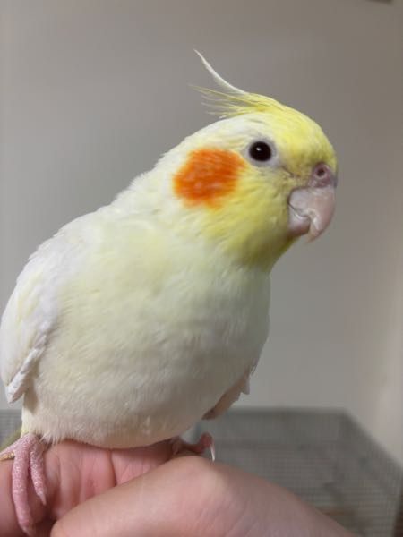 生後9ヶ月ほどのオカメインコを飼っています。 見た目的に男の子だと思っていたのですが、未だに歌を歌ったり喋ったりしません。 女の子の可能性が大きいですか？ 性格は好奇心旺盛で飼い主にベッタリでゾッコンて感じです。 カキカキは私には許してくれますが他の家族が触ると怒ります。