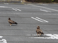 この鳥は何という名前でしょうか。

鷹？でしょうか。 