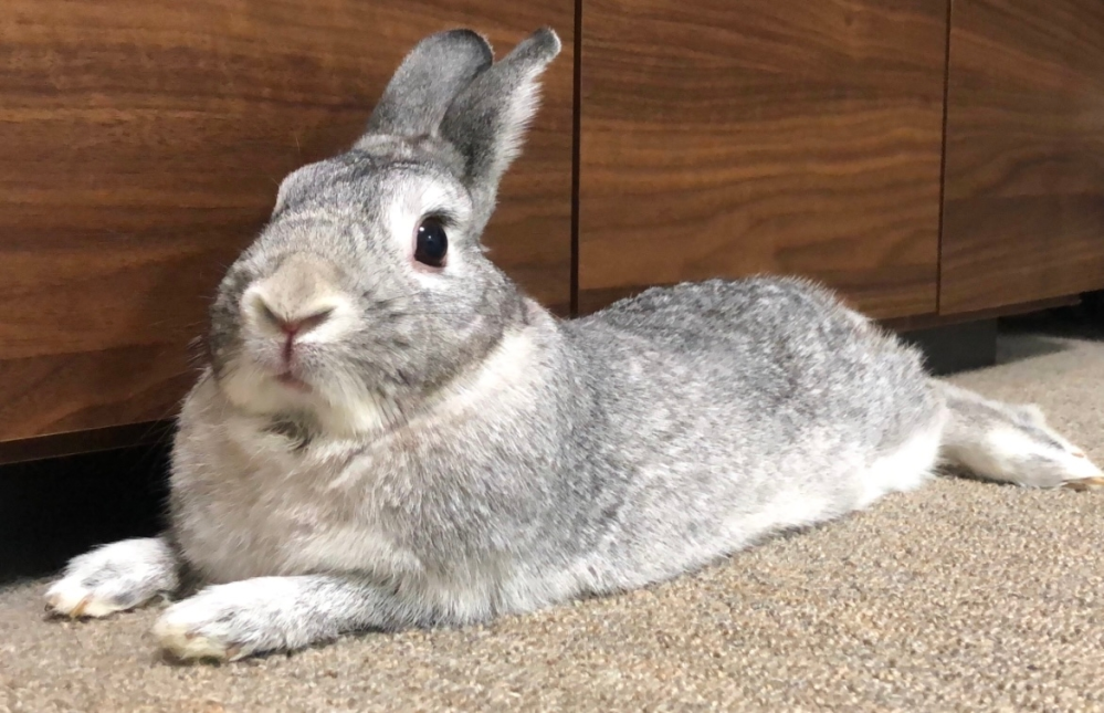 最近まで飼っていたネザーランドのうさぎちゃん（女の子）の8歳の時の写真です。 この子はネザーランドドワーフですか？太っているわけではないのに1.8キロもありました。 お医者さんにネザーにしては大きいねと言われたことがあります。 ペットショップでお迎えした時は既に9ヶ月になっており、9800円で飼いました。（元の値段は17800円）血統書は付いてきませんでした。