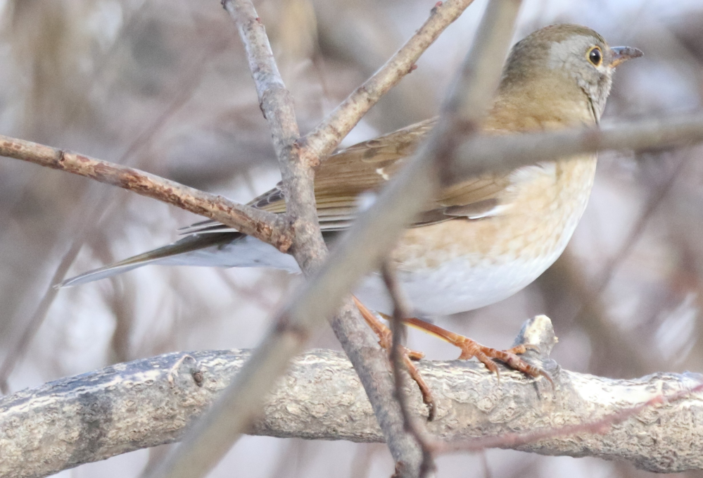 北海道 札幌市 2024/12/30 動物 鳥類 シロハラでしょうか？オス・メスどっちでしょうか？