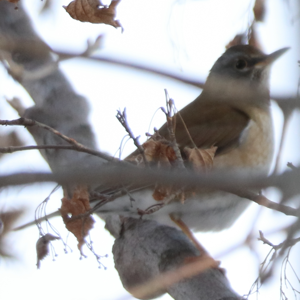 北海道 札幌市 2024/12/30 動物 鳥類 何でしょうか？