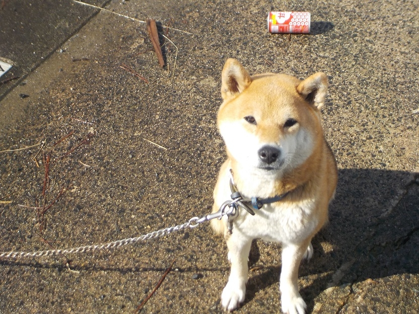 柴犬のトイレのしっけが良いのは生まれつきですか？