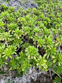 宮古島のこの植物は何ですか？ 