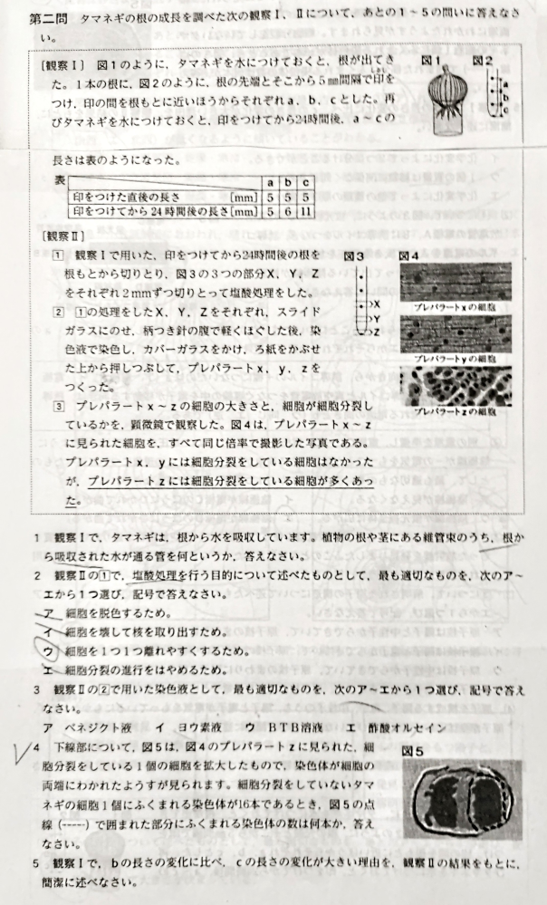 中学の理科の問題です。問題の4 がわかりません。教えて下さい。答えは16本です。なぜ８本ではないのですか。どうぞよろしくお願いします。