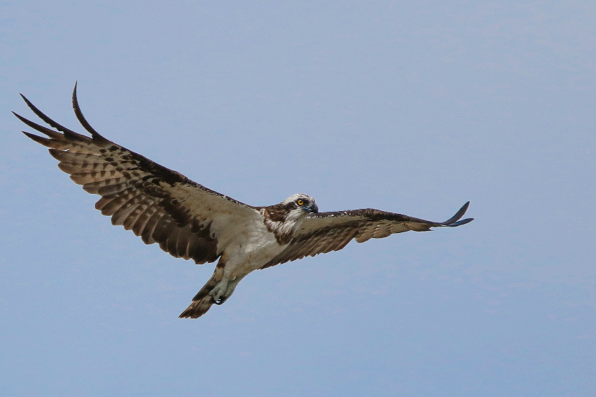 野鳥撮影している方に質問です！！ 猛禽類の飛翔写真って腹側が見えていた方が好きですか、それとも背中側が見えていた方が好きですか？またはそれ以外のポーズが好きですか？お聞きしたいです。