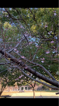 関西ですが公園に梅が咲き始めてます
早くないかと思いますが、どうでしょうか
ちなみに今日は、2025年の1月2日です！ 