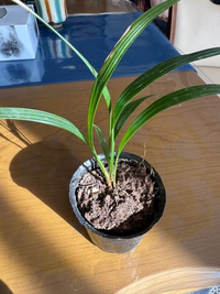 ダイソーで買った観葉植物の名前がわかりません。
ご存知の方いますか？ 