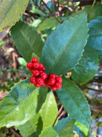 この植物はなんですか？ 