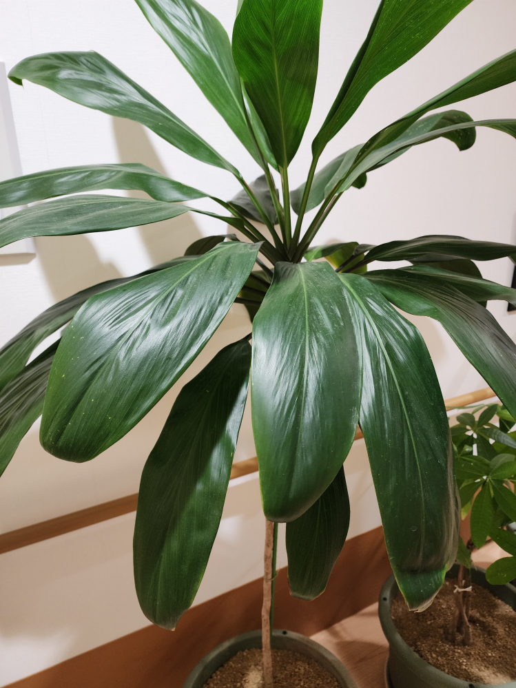 この観葉植物がなんなのか教えていただきたいです。