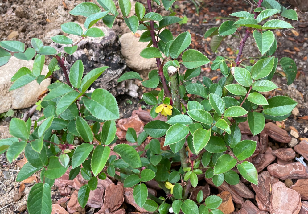 バラの葉っぱが黄色くなっています。 大苗を地植えして2週間弱です。 ところどころ葉っぱが黄色くなっていますが 無事でしょうか？