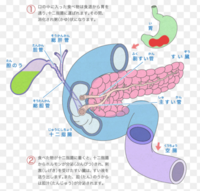 至急教えて下さい。
膵臓に入る血液とはどこの部分を指し示していますか？ 