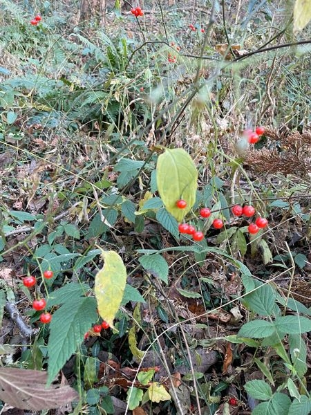 写真の赤い実の植物は何でしょうか？