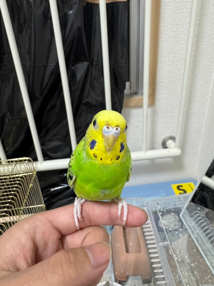 セキセイインコの性別について質問です。 オスかメスかどちらでしょうか 自分的にはオスだと思うのですが、みなさんどう思いますか？