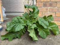 この植物は何か教えてください。

庭先で冬にも拘わらず、すごい勢いで成長しています。
生命力に感服してますが、何の植物でしょうか？ 