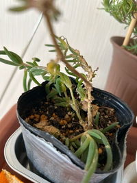 この植物の名前教えてください 