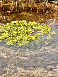 川の浅瀬の植物について

川の浅瀬に植生するこちらの植物について、名前を教えて欲しいです。
寒い中でも青々としており、茎は大きく育ったクレソンのようです。 ハーブかなと思ったのですが、ハーブの香りがしないので、気になって質問させて頂きました。

わかる方、宜しくお願いします。