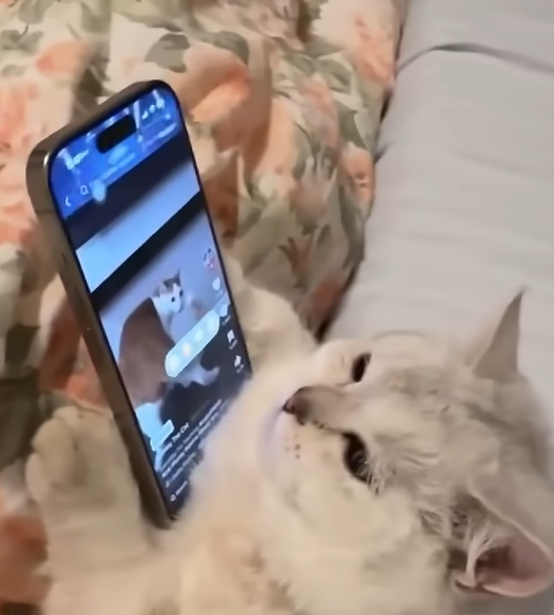 猫はスマホの見過ぎで目が悪くなりますか？