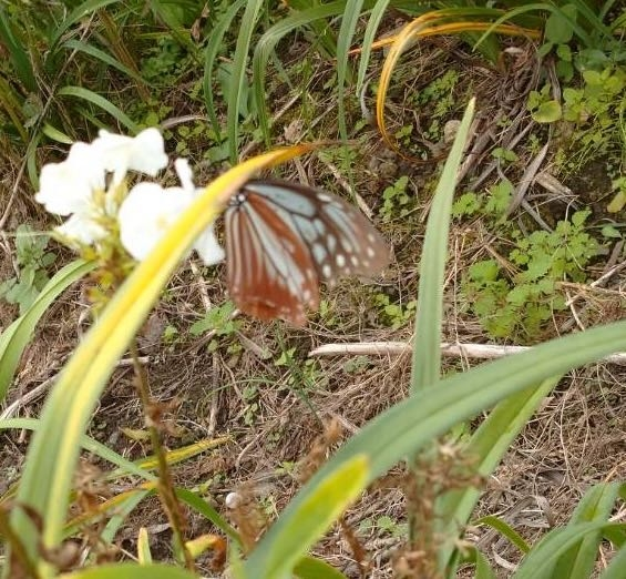 こちらの蝶はアサギマダラでしょうか？ カバシタアゲハでしょうか？ 写真は昨年の10月、福島県に行った際に撮影したものになります。