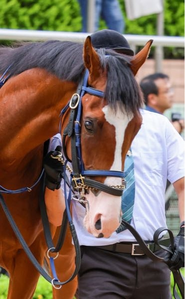 競馬ファン様たちにお願いです！ いつかに見かけたこの子のお名前わかる方おりませんか…？競馬ファンながらお恥ずかしいですがど忘れしたまま思い出せないんです… どうか回答お願いいたします！