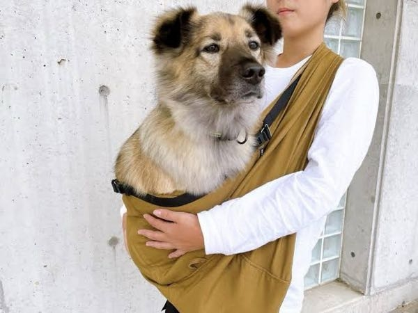 この犬種を教えてください！