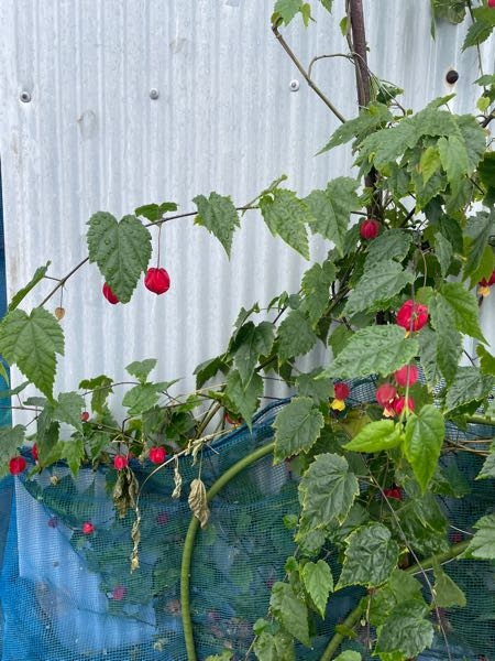 植物に詳しい方に質問です。 この花の名前は何ですか？