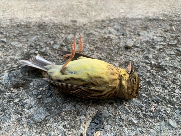 ドンっと言う音がして窓を開けてみると鳥が落ちていました 直接は見てませんがガラス窓に当たって落ち昇天された様です この鳥はスズメににてますがアオジで良いのでしょうか 鳥類に詳しい方よろしくどうぞ〜