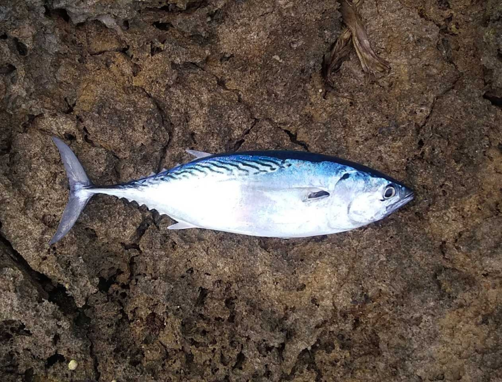 魚の識別をよろしくお願いします。 沖縄で釣ったカツオですが、スマかと思っているのですが両側に黒い点がありません。 ヒラソウダ？になるのでしょうか。 よろしくお願いします。