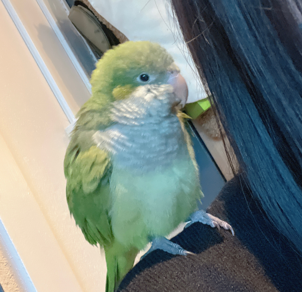 インコについて質問です。 以前、動物カフェでかわいいインコをみつけました。とっても気に入ってお迎えしたいと思っているのですが、品種名？の方がわかりません。教えていただきたいです。