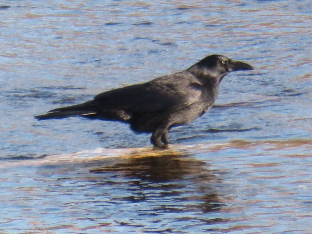 でっかいカラス見かけたのですが何とゆうカラスでしょうか