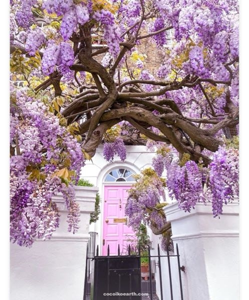 この写真の藤の花は何という種類の藤でしょうか？ イギリスのロンドンの写真のようです。