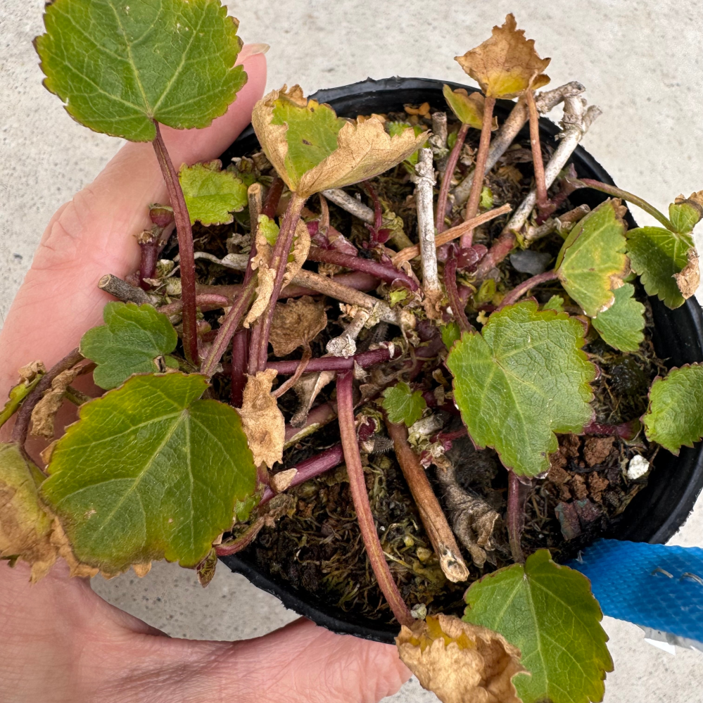 この植物の名前を教えてください。 園芸店で見切り苗のセットを購入しました。 欲しい苗があったので購入したのですが、その中にこちらの苗もありました。 名札もないので管理方法もわかりません。 どなたかよろしくお願いいたします。 ロングポットで根がかなり張っています。 暖地です。